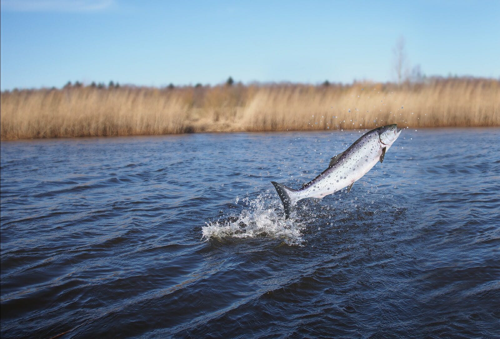 bigstock-Jumping-Out-From-Water-Salmon-86282510