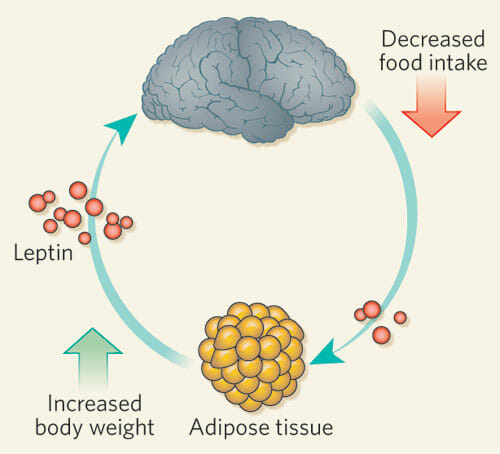 carb-cycling-and-leptin