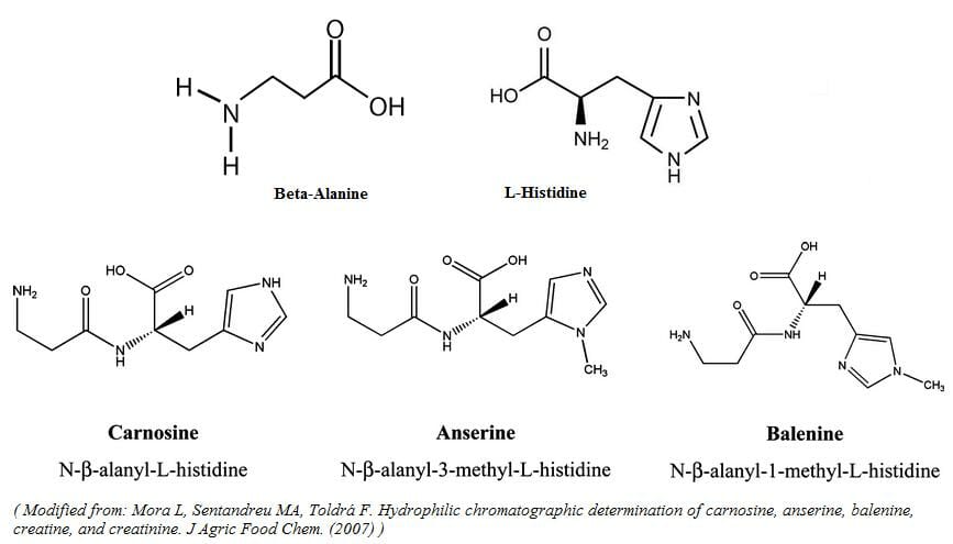 examine-beta-alanine-chemical-structure