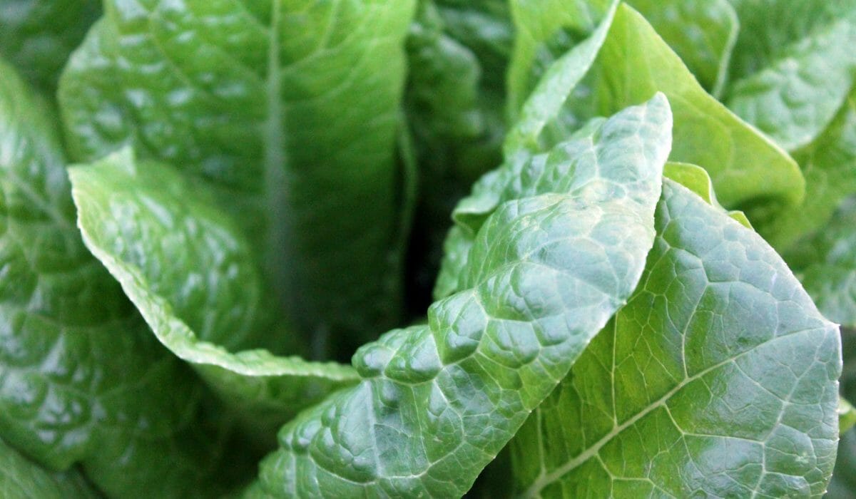 green-leaf-veggie-plant