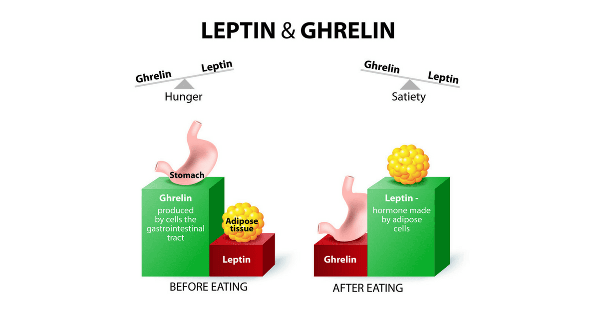 Ghrelin-and-Leptin-Resized