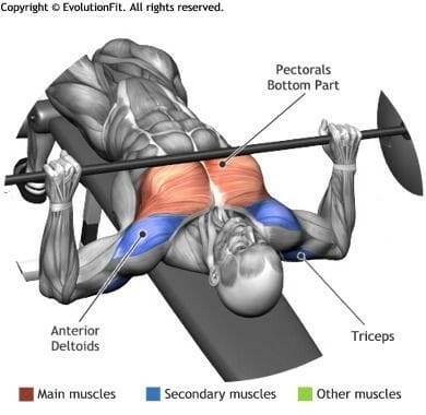 bench-compound-lift-anatomy